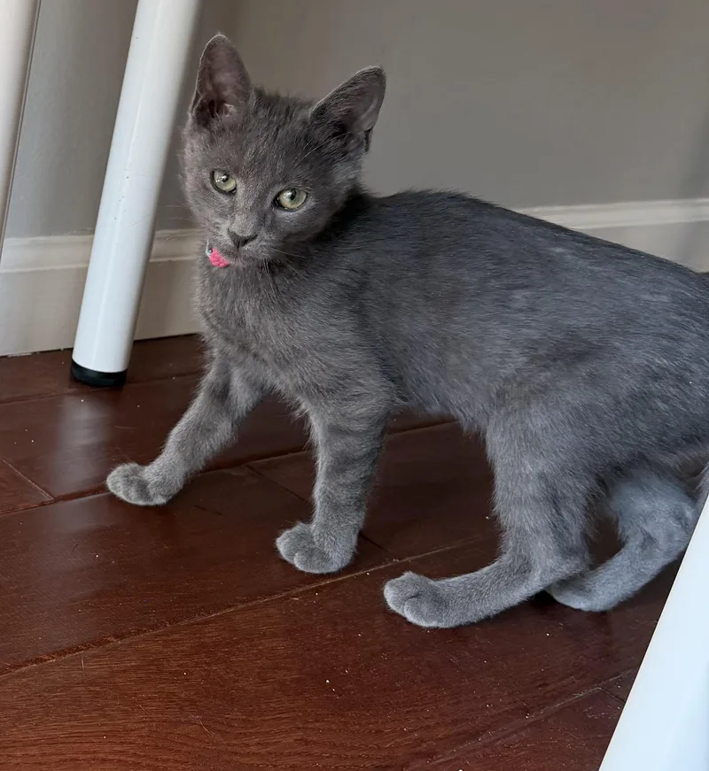 A baby medium-sized male Gray / Blue / Silver Domestic Short Hair cat named Arrow for adoption in Galloway, NJ