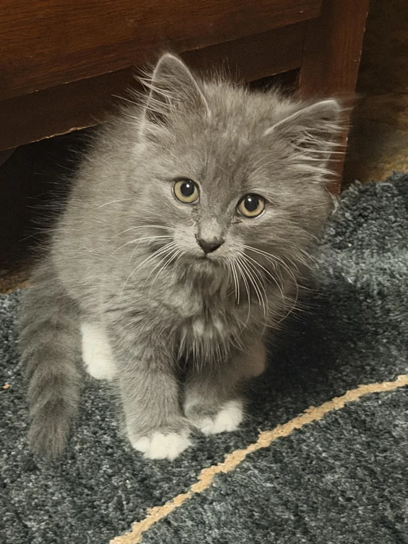 A baby small-sized male Gray / Blue / Silver Domestic Medium Hair cat named Norman for adoption in Aylett, VA