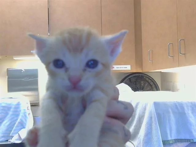 A baby small-sized male Domestic Short Hair cat named Utah for adoption in Sacramento, CA
