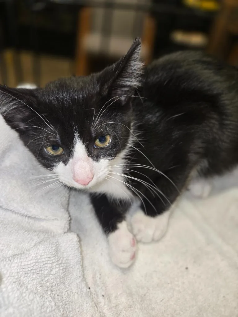 A baby small-sized male Domestic Short Hair cat named Speed Bump for adoption in Douglasville, GA