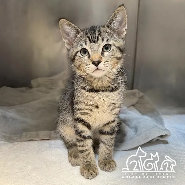 A baby small-sized male Domestic Short Hair cat named Rain for adoption in Irvine, CA