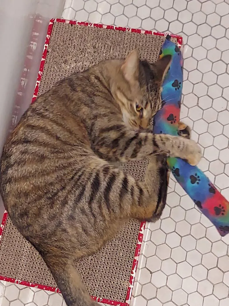 An adult medium-sized female Tabby (Brown / Chocolate) Domestic Short Hair cat named April for adoption in Philadelphia, PA