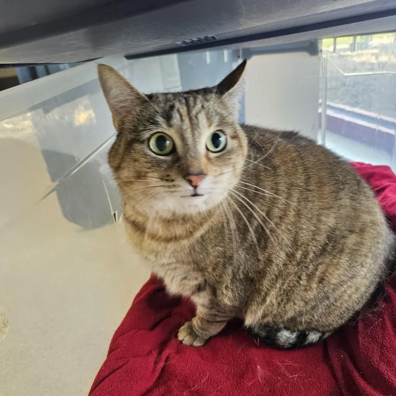 An adult extra large-sized female Gray / Blue / Silver Domestic Short Hair cat named Rocket for adoption in Evansville, IN