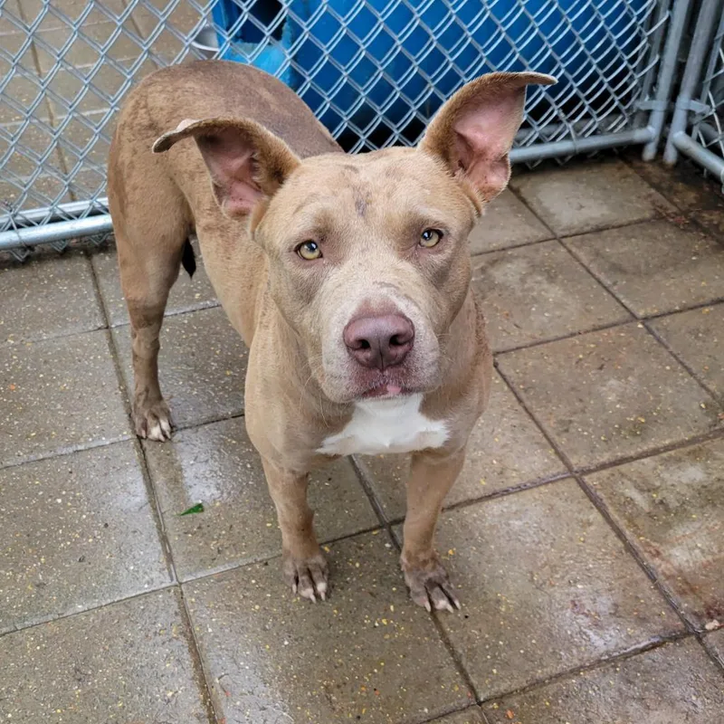 A senior large-sized female Yellow / Tan / Blond / Fawn Mixed Breed dog named Ruby for adoption in Boaz, AL