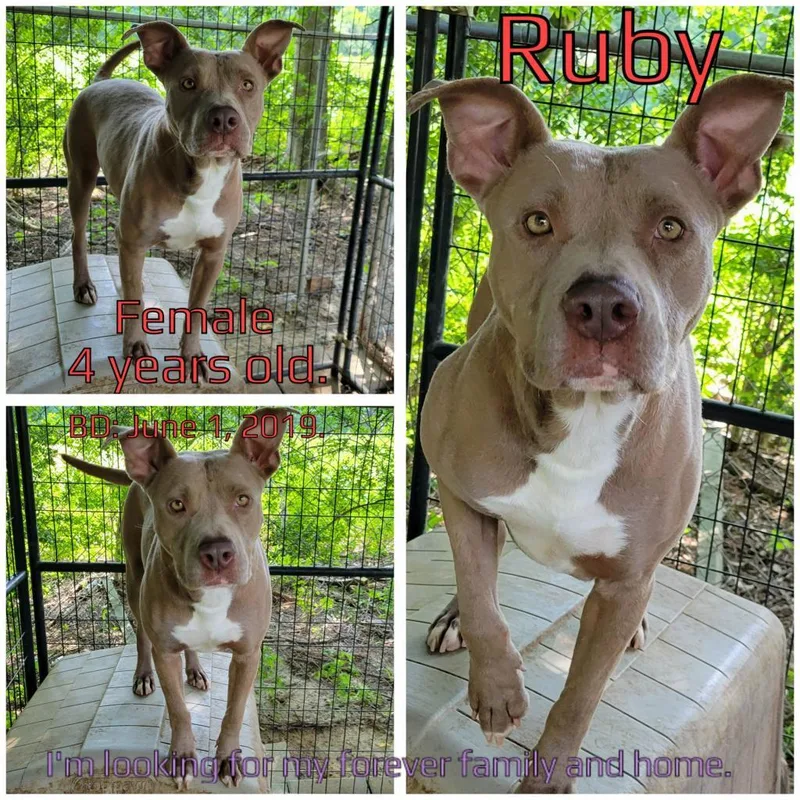 Ruby thumbnail 2