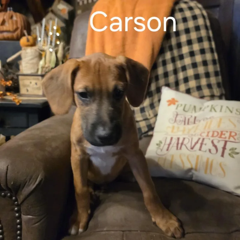 A baby medium-sized male Boxer dog named Carson for adoption in Bartlett, TN