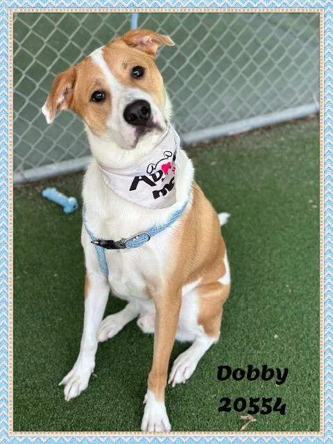 A young large-sized male Yellow / Tan / Blond / Fawn Beagle dog named Dobby for adoption in Marietta, GA