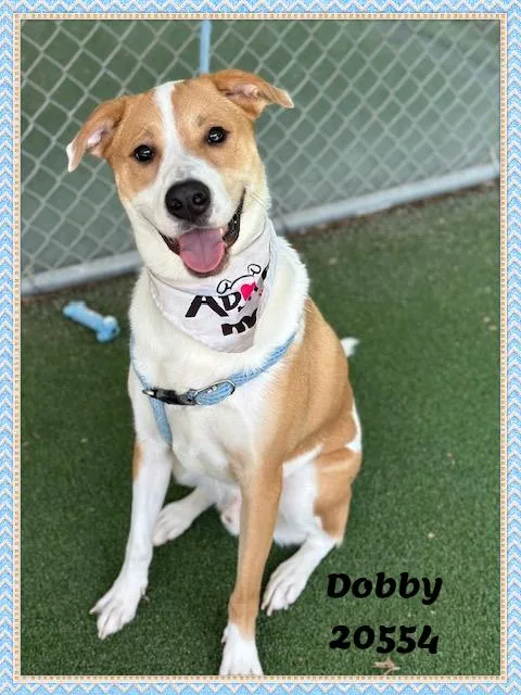 Dobby thumbnail 3