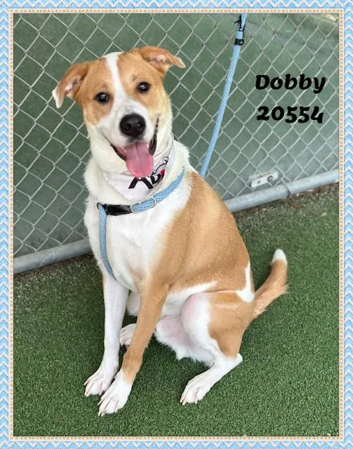 Dobby thumbnail 5