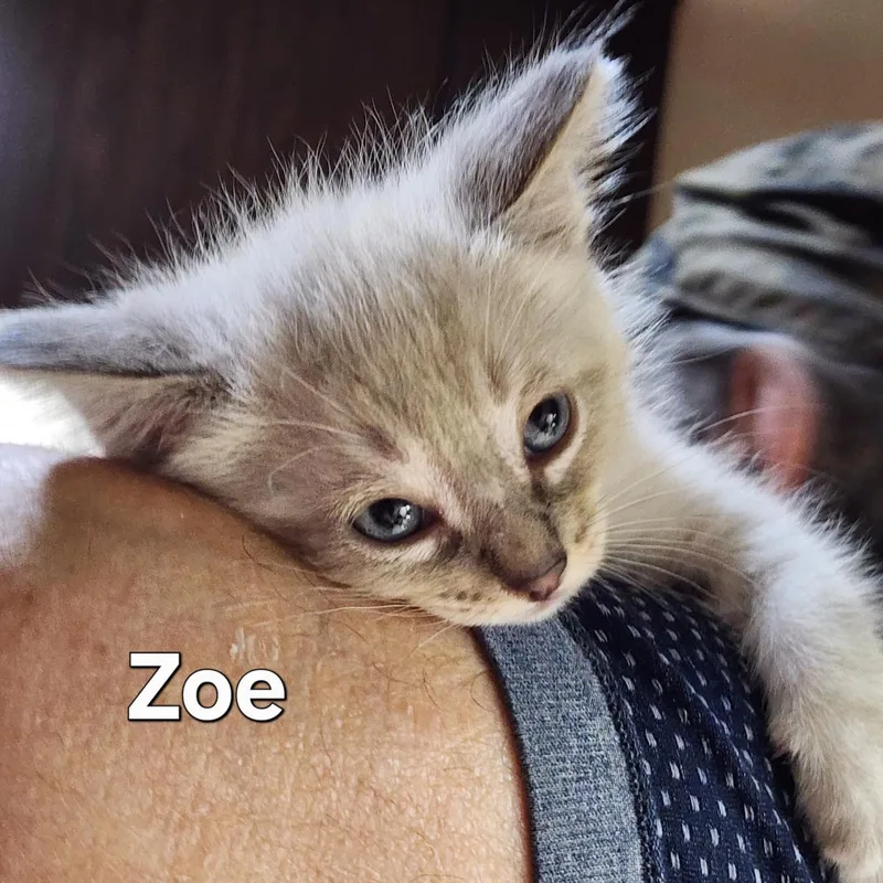 A baby medium-sized female Domestic Long Hair cat named Everly for adoption in Lincoln, CA