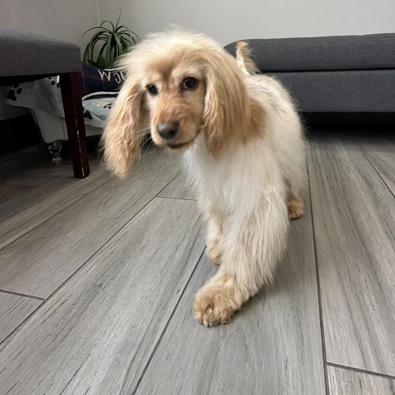 A young small-sized female White / Cream Cocker Spaniel dog named Mia for adoption in South San Francisco, CA