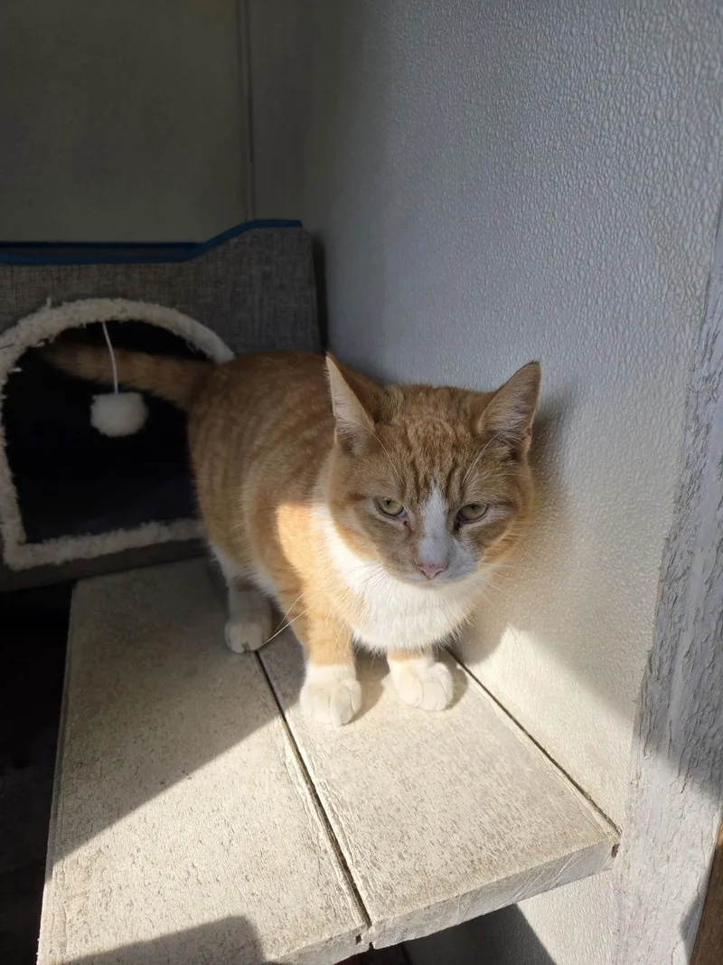 An adult medium-sized male Domestic Short Hair cat named Biscuit for adoption in Maquoketa, IA
