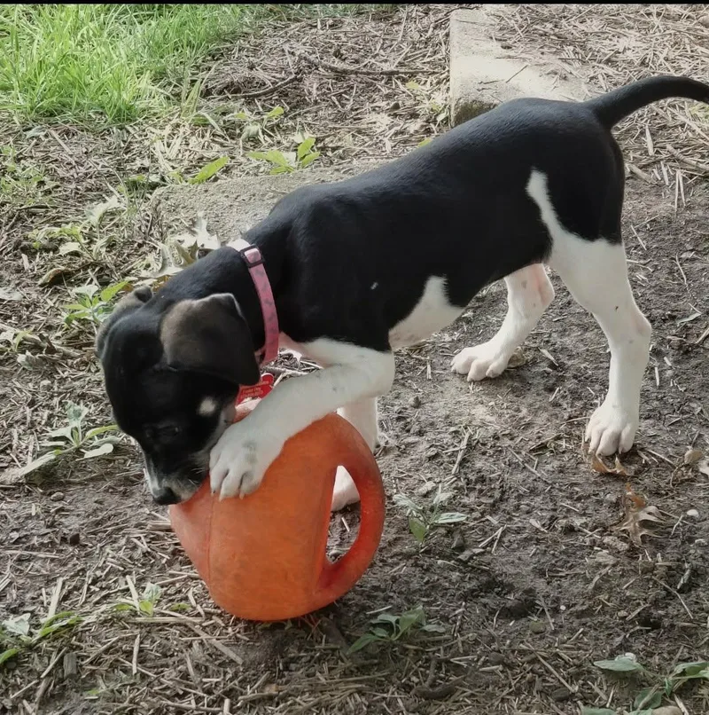 A baby medium-sized female Tricolor (Brown, Black, & White) Pointer dog named Pixie for adoption in Columbia, MO