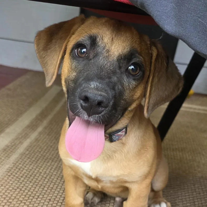A baby small-sized male Brown / Chocolate Hound dog named Murray for adoption in Albany, NY