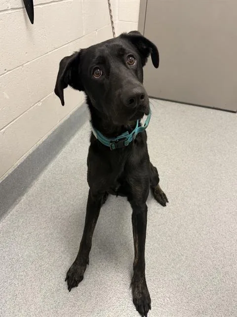 An adult large-sized male Labrador Retriever dog named Paddy The Baddy for adoption in Indianapolis, IN