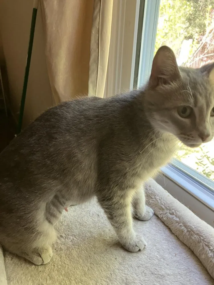 An adult medium-sized female Domestic Short Hair cat named Lightning  NV for adoption in Greenville, SC
