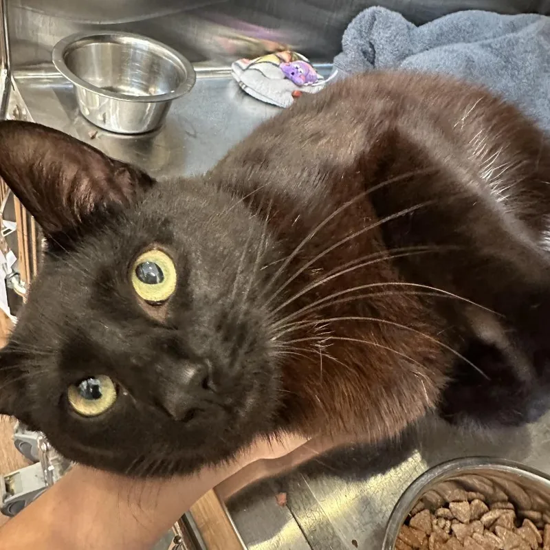 An adult medium-sized male Black Domestic Short Hair cat named Mulch for adoption in Evanston, IL