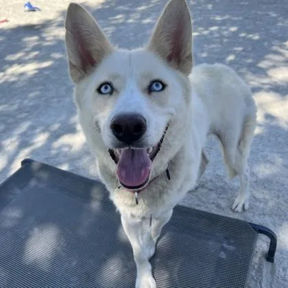 An adult large-sized female Siberian Husky dog named Laika for adoption in Wheaton, IL