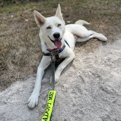 Laika thumbnail 2