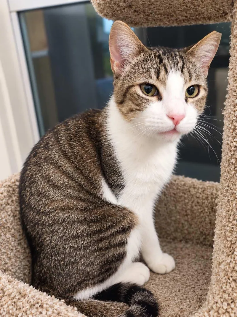 An adult medium-sized male Tabby (Gray / Blue / Silver) Domestic Short Hair cat named Bobo for adoption in Spring Branch, TX