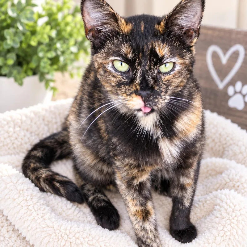 A young small-sized female Tortoiseshell Domestic Short Hair cat named Venice for adoption in Long Beach, CA