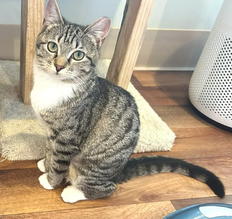 A young medium-sized female Black & White / Tuxedo Tabby cat named Pixie for adoption in Mooresville, NC