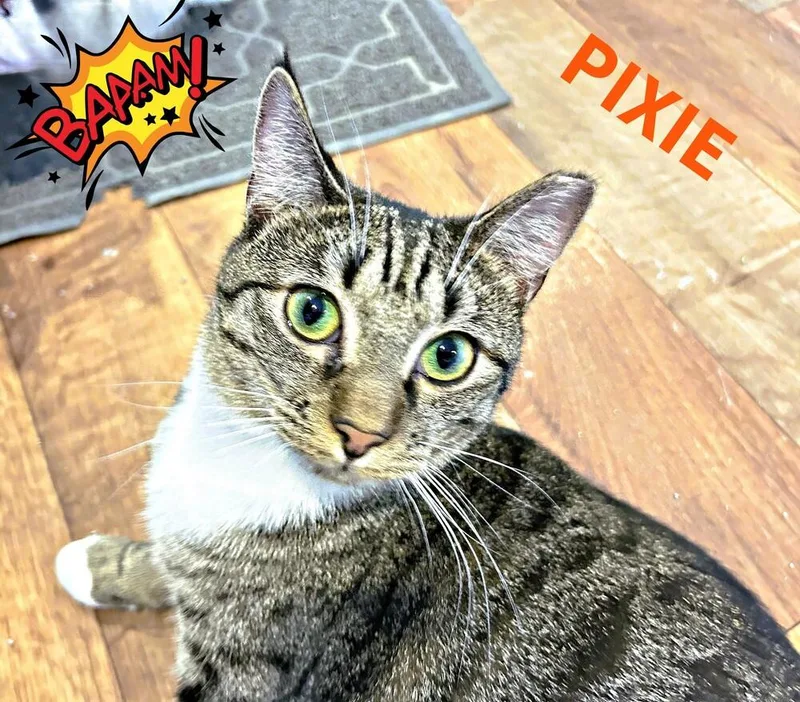 Pixie thumbnail 4
