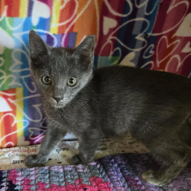 A baby small-sized male Gray / Blue / Silver Domestic Short Hair cat named Claude for adoption in Naples, FL