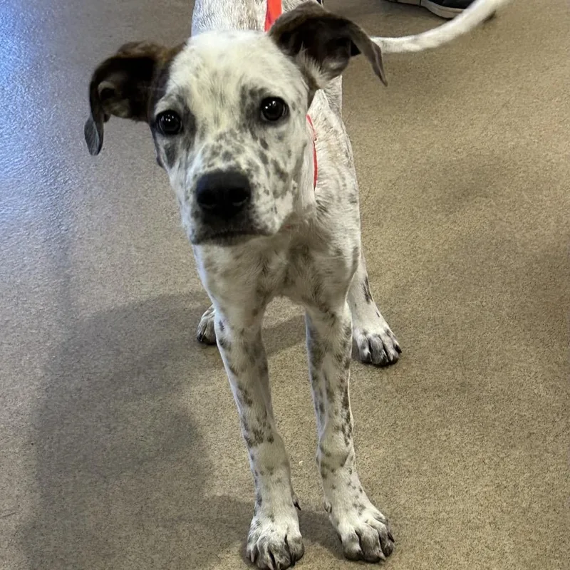 A young medium-sized female White / Cream Beagle dog named IEPAStray for adoption in Upland, CA