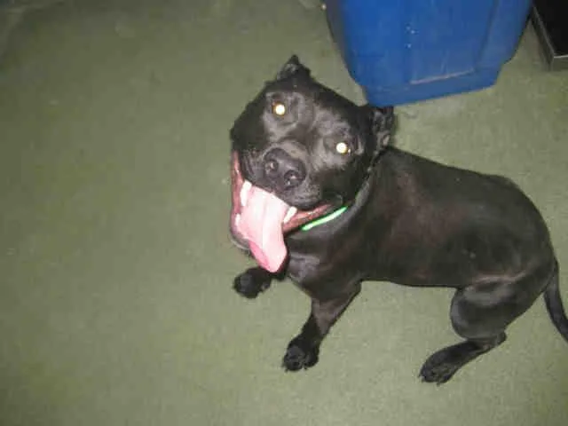 An adult large-sized female Mixed Breed dog named Mamba for adoption in Santa Fe, NM