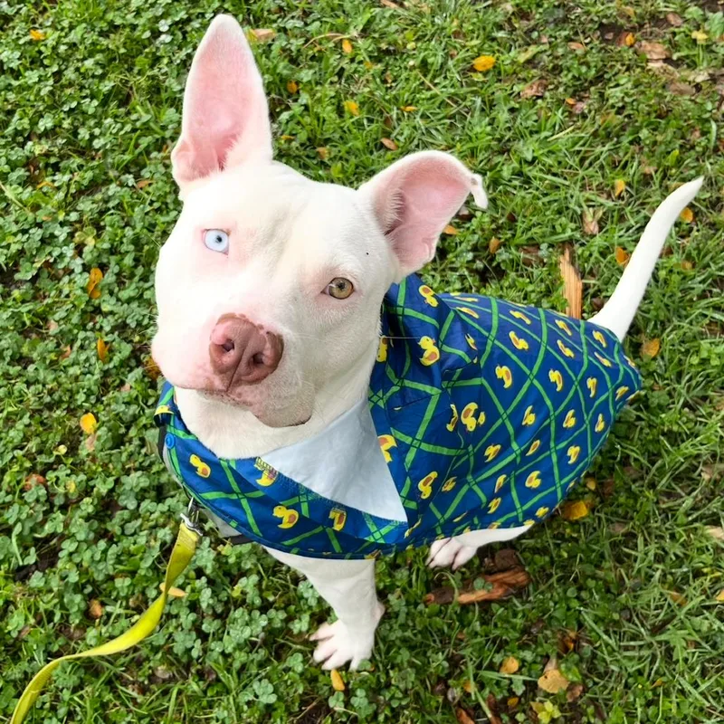 An adult medium-sized male White / Cream Pit Bull Terrier dog named Astro for adoption in Austin, TX