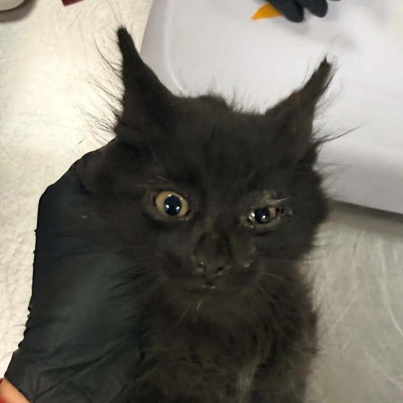 A baby small-sized male Black Domestic Medium Hair cat named Colby for adoption in Las Cruces, NM