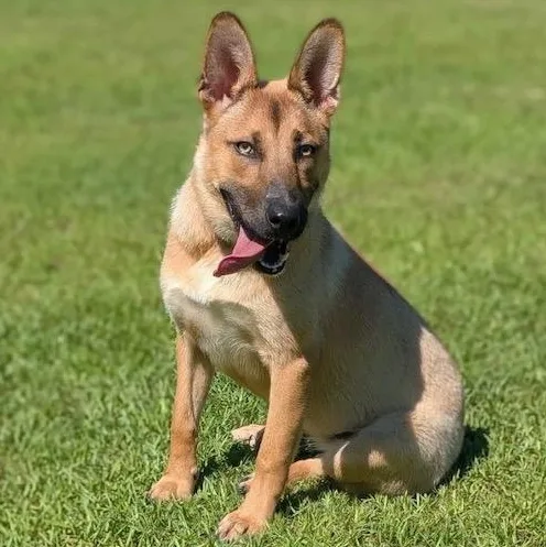 A young medium-sized female Brown / Chocolate Mixed Breed dog named Sasha for adoption in Cranston, RI