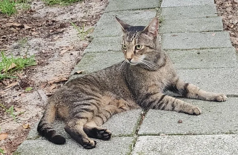 An adult medium-sized male Domestic Short Hair cat named Morty for adoption in Wilmington, NC