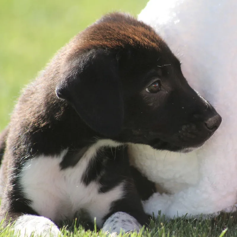 A baby large-sized female Australian Shepherd dog named Jaimie for adoption in Kentwood, MI