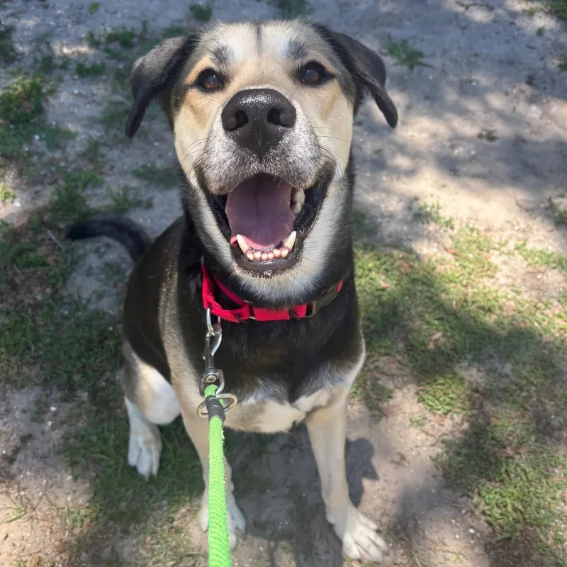 An adult large-sized male Black Mixed Breed dog named Johnny for adoption in Titusville, FL