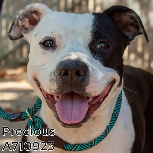 A young large-sized female Terrier dog named Precious for adoption in Sacramento, CA