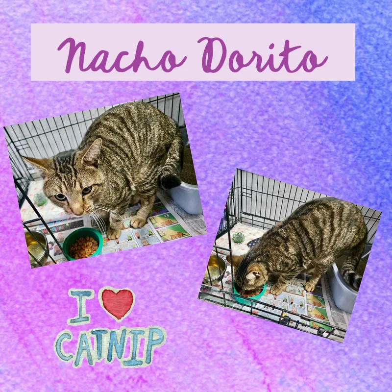 Nacho Dorito