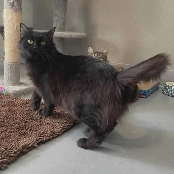 A young small-sized female Black Domestic Medium Hair cat named Shirley for adoption in CHANUTE, KS