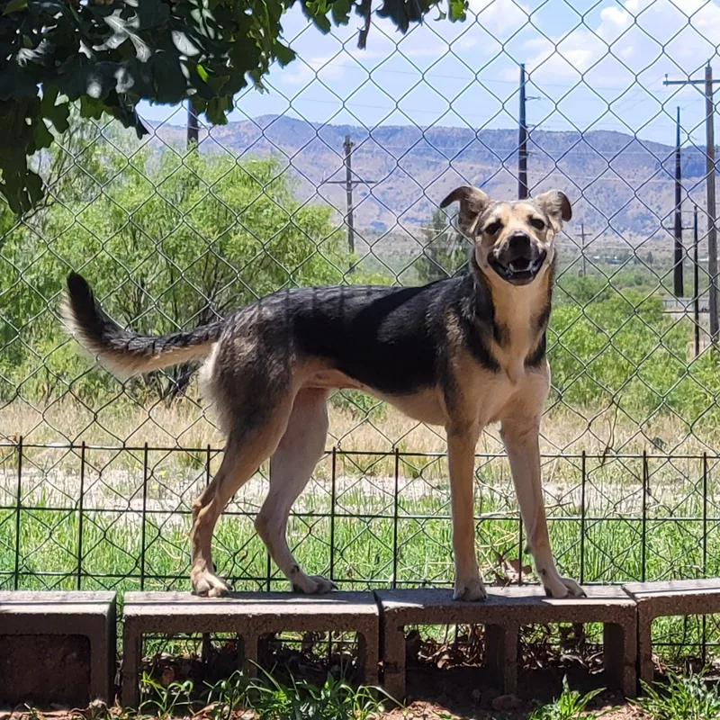 An adult medium-sized female Red / Chestnut / Orange Shepherd dog named Sugar for adoption in ALPINE, TX