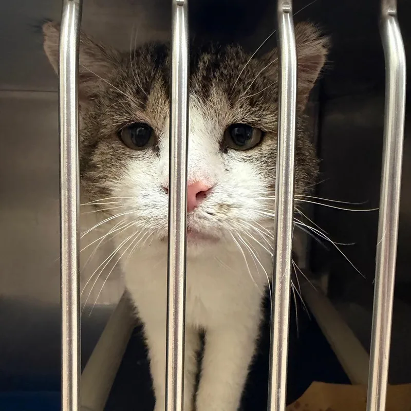 An adult large-sized male Domestic Short Hair cat named Duey for adoption in Los Angeles, CA