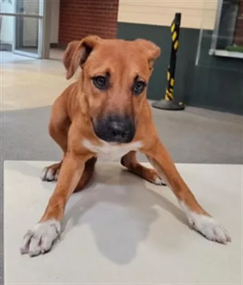 An adult medium-sized female Pit Bull Terrier dog named Fiona for adoption in Los Angeles, CA