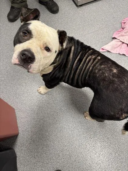 An adult large-sized male Mixed Breed dog named Meatloaf for adoption in Sevierville, TN