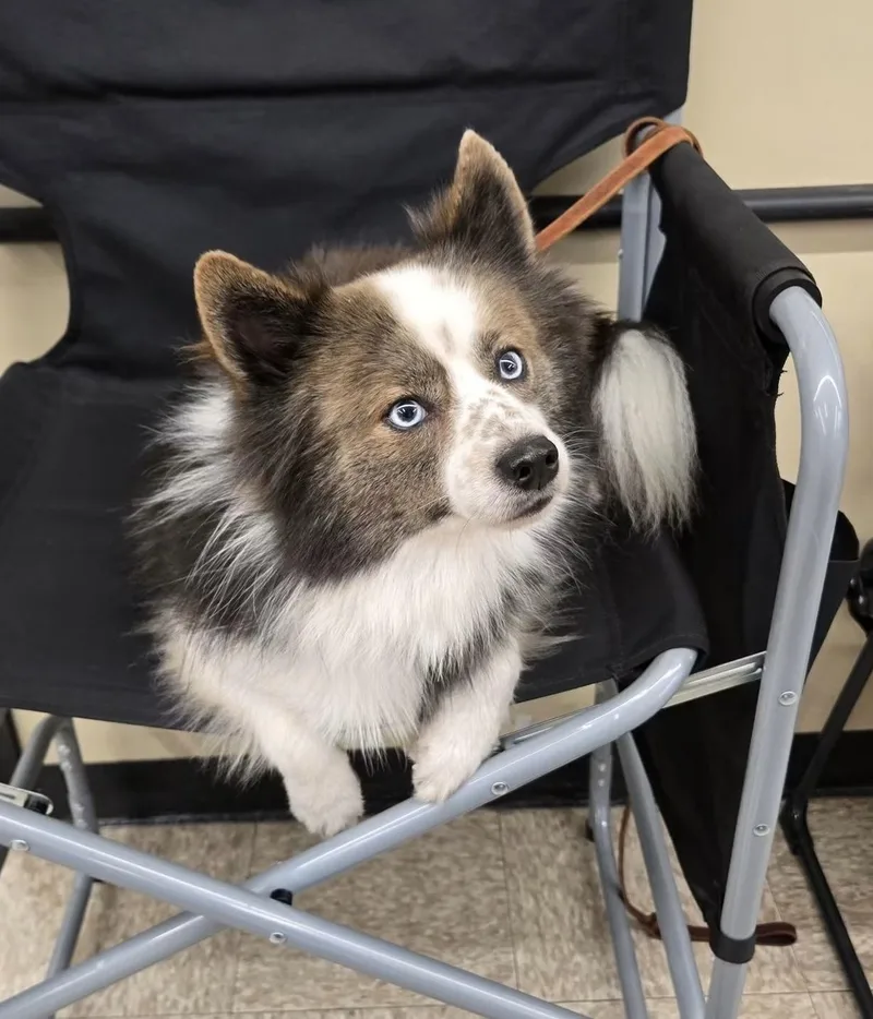 An adult small-sized male Bicolor Pomsky dog named Chance for adoption in Harrison, MI