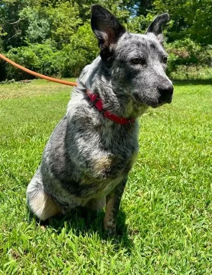 An adult medium-sized male Cattle Dog dog named Relish for adoption in Morton Grove, IL