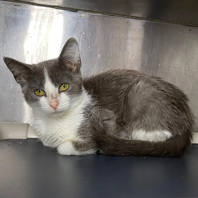 A young medium-sized female Domestic Short Hair cat named Penelope for adoption in Roanoke, VA