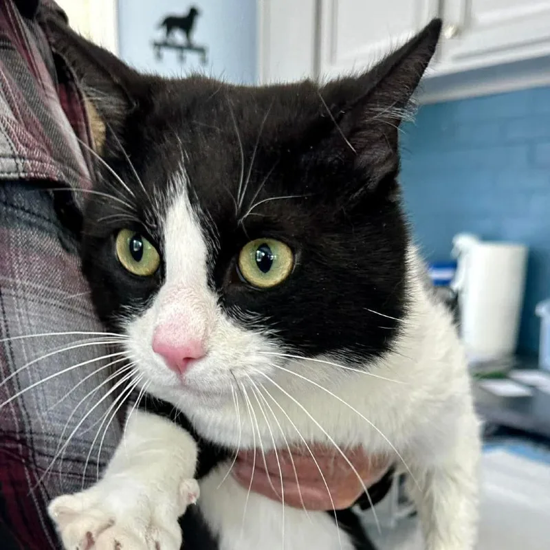 An adult medium-sized male Black Domestic Short Hair cat named Mister Miller for adoption in Aldie, VA