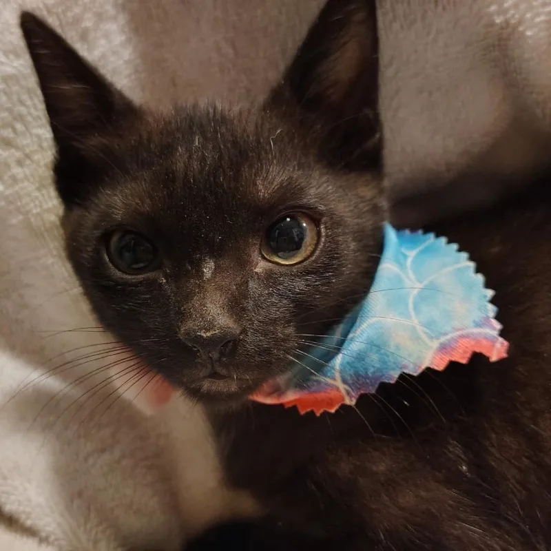 A baby small-sized female Black Domestic Short Hair cat named Pepper for adoption in Austin, TX