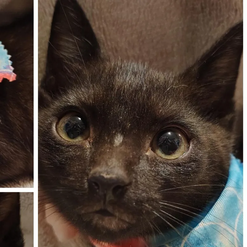 Pepper thumbnail 3