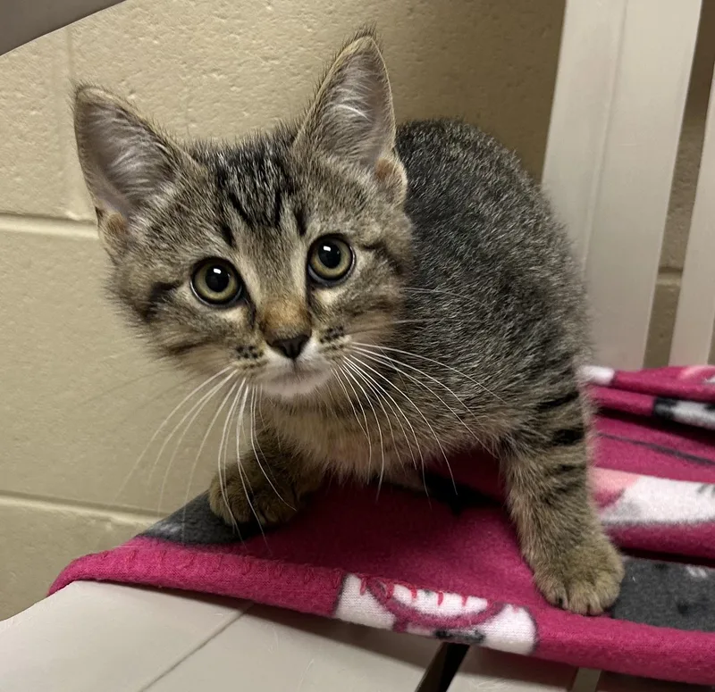A baby medium-sized male Tabby (Brown / Chocolate) Domestic Short Hair cat named Pistachio for adoption in Mason City, IA